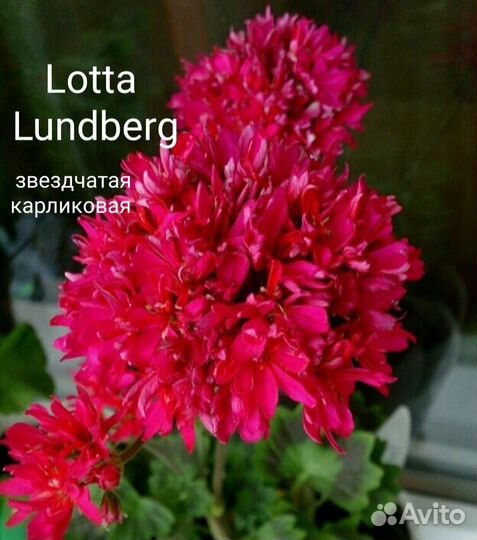 Пеларгония карлик, ангел (герань)