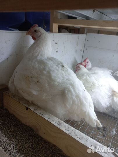 Цыплята бройлеры кобб 500