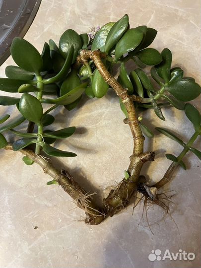 Денежное дерево толстянка крассула