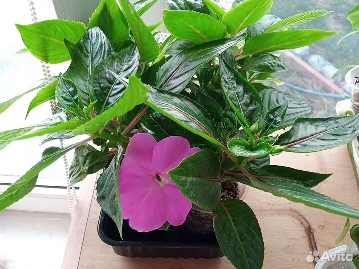 Бальзамин новогвинейский