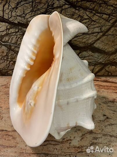 Ракушка. Огромная шикарная