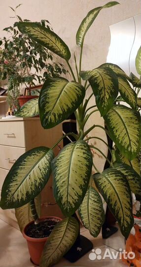 Диффенбахия Тропик Сноу