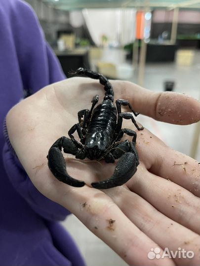 Передержка животных