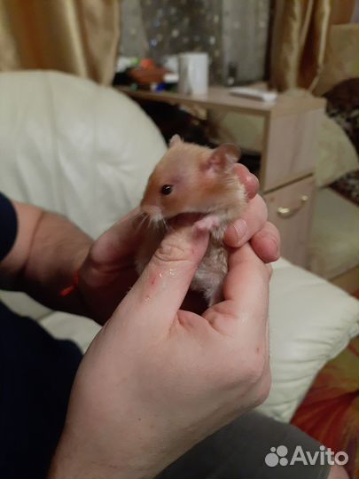 Хомяк-девочка. Джунгарик и сирийский