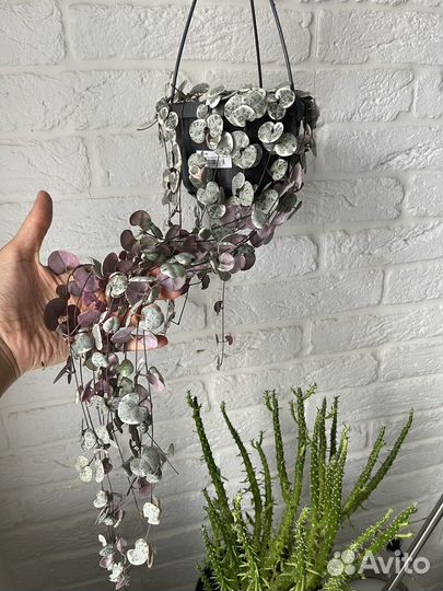 Церопегия вуда вариегатная