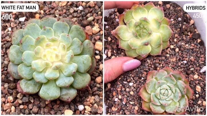 Редкие корейские суккуленты в наличии