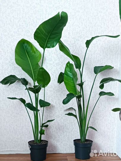 Стрелиция Николая