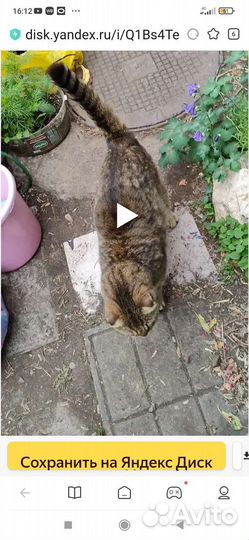 Котята в добрые руки мальчик