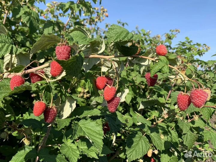 Малина и смородина