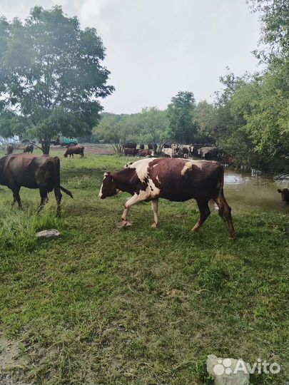 Коровы дойные молочные