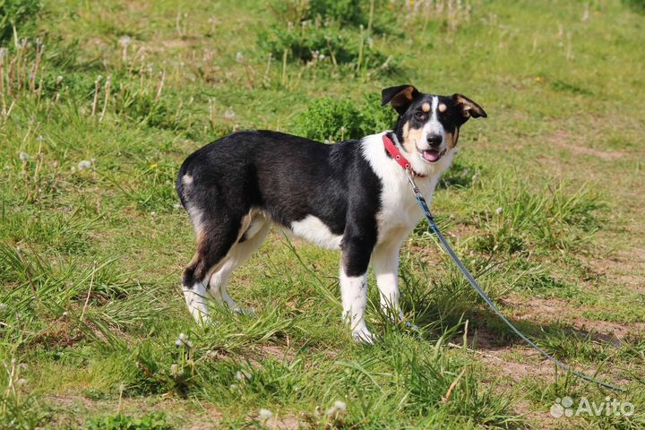 Трехцветный щенок, 6 месяцев