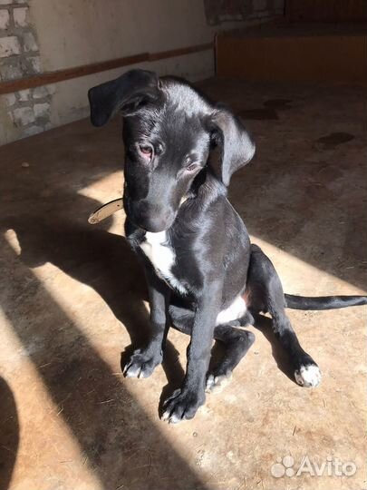 Ищет дом щенок не крупной Собачки Тилли