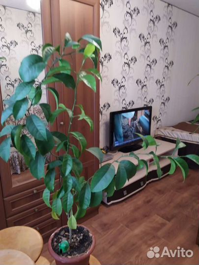 Мандарины не привитые