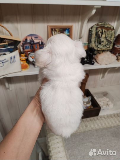 Жемчужинка