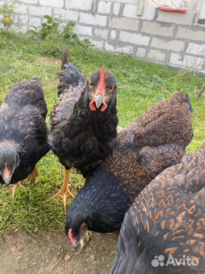Продаётся петушок барневельдер