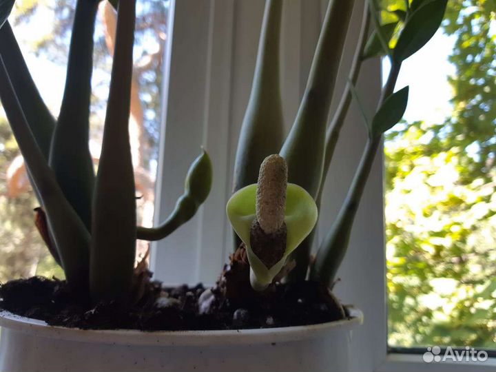 Замиокулькас