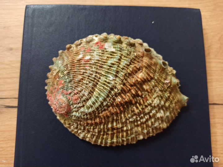 Морская раковина