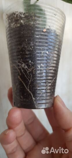 Клеродендрум Томпсон