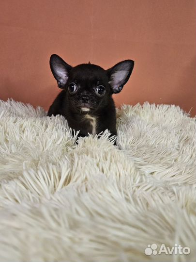 Очень тёмный шоколад девочка