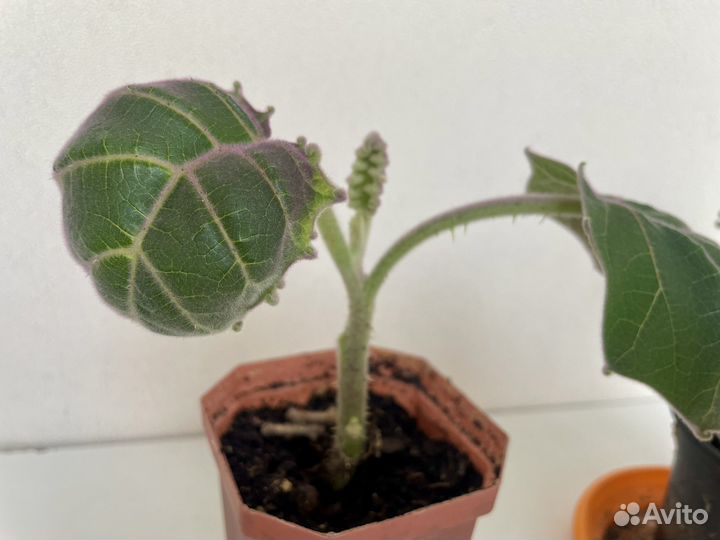 Наранхилла наранхилья укорененные черенки