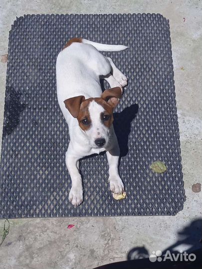 Джек Рассел терьер