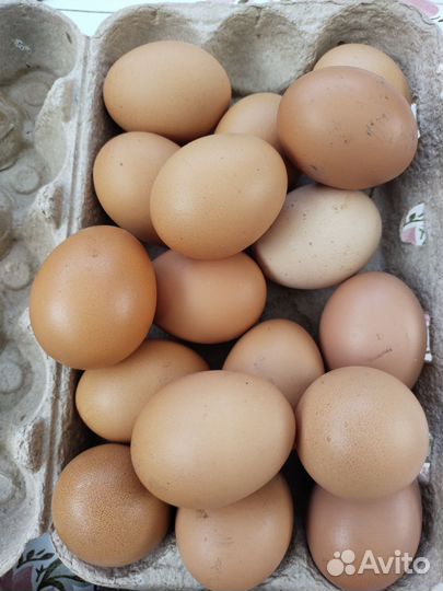 Домашние куриные яйца