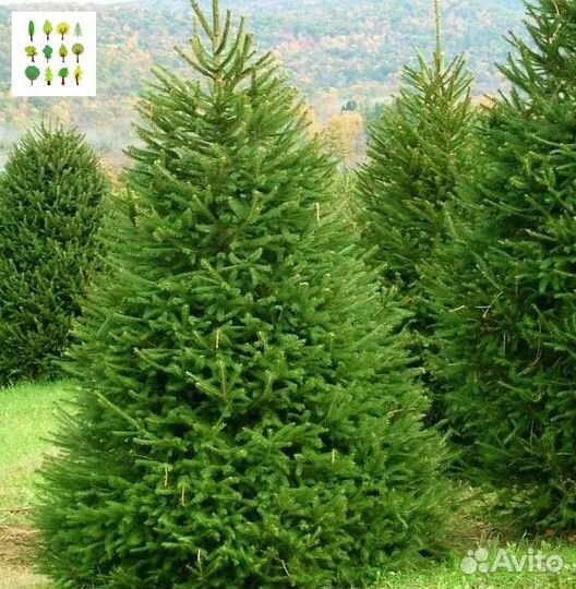 Саженцы ели