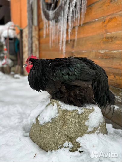 Джерсийский гигант. яйцо