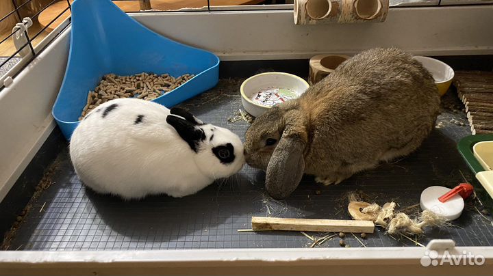 Декоративный кролик самка