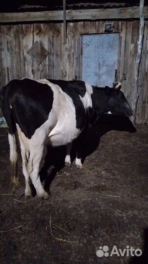Продам коров