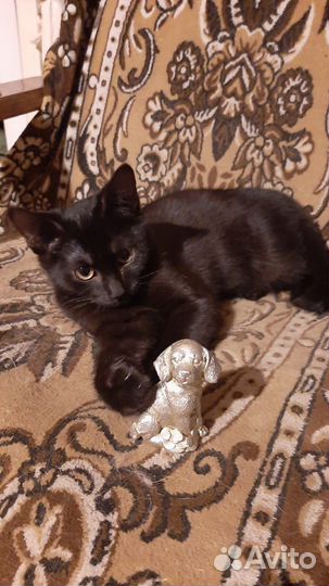 Котенок очень ищет дом