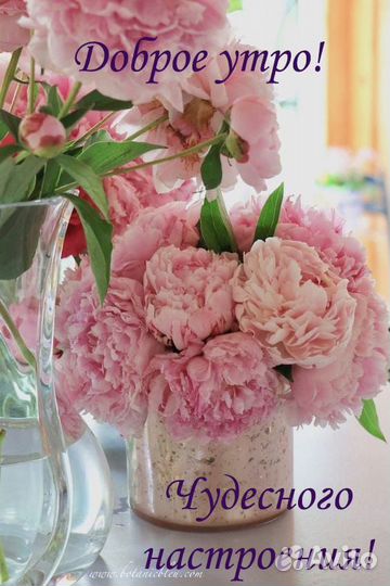 Продам красную смородину