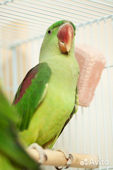 Александрийский, кольчатый попугай. Ручные птенцы