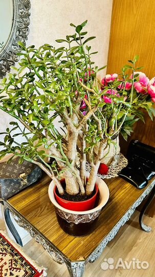 Денежное дерево