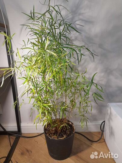 Аспарагус серповидный.Высота цве ка 90 см