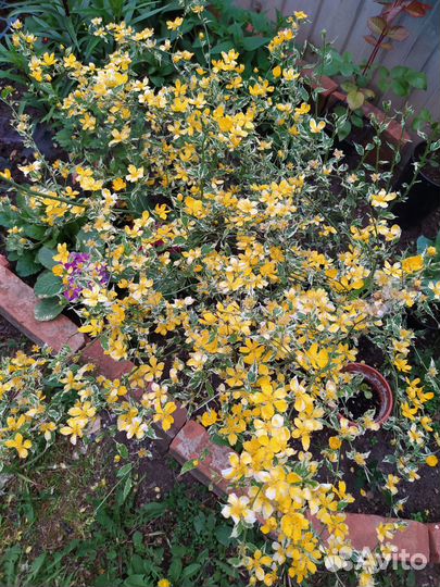 Цветы и кустарники