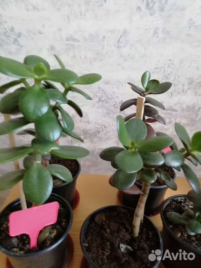 Денежное дерево