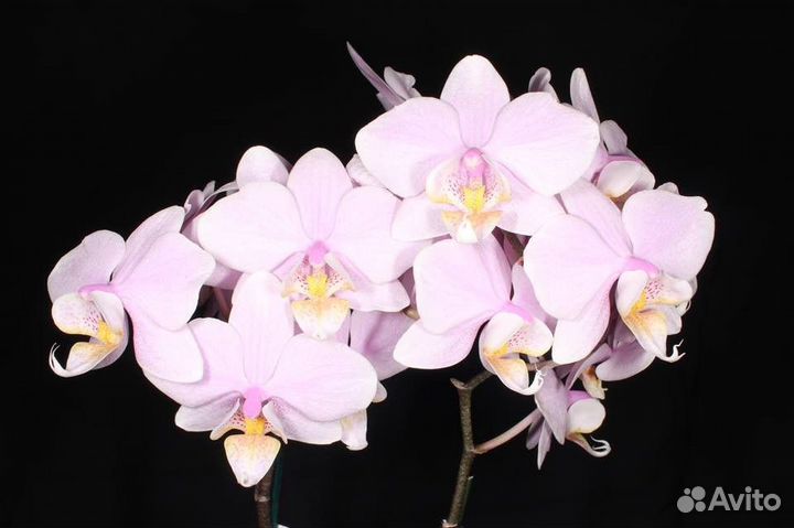 Орхидея Phal. Pinlong Cheris