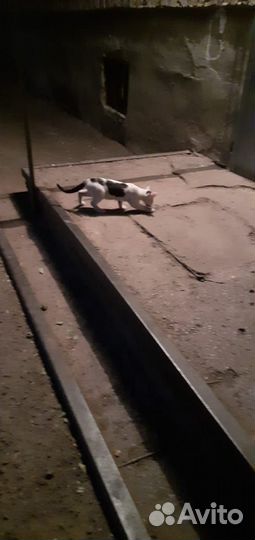 Котятам нужна помощь, они живут на дереве