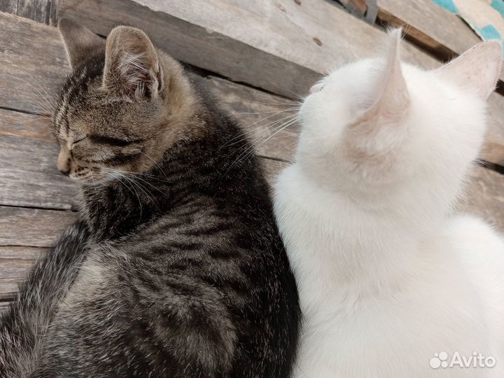 Котята в добрые руки