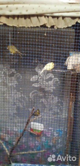 Канарейки 3 самца 2 самки с клеткой