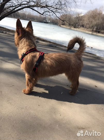 Найдись, барышня, для нашего кавалера