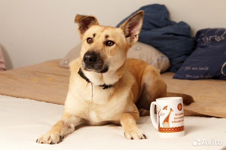 Метис лабрадор девочка