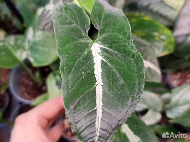 Сингониумы