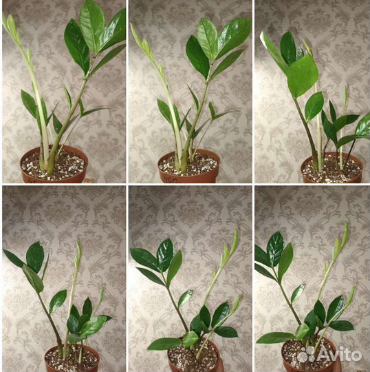 Замиокулькас