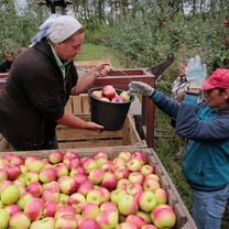 Бригада с бригадиром. Сбор яблок (М и Ж)