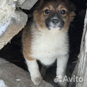 Стоковые фотографии по запросу Дворняжка