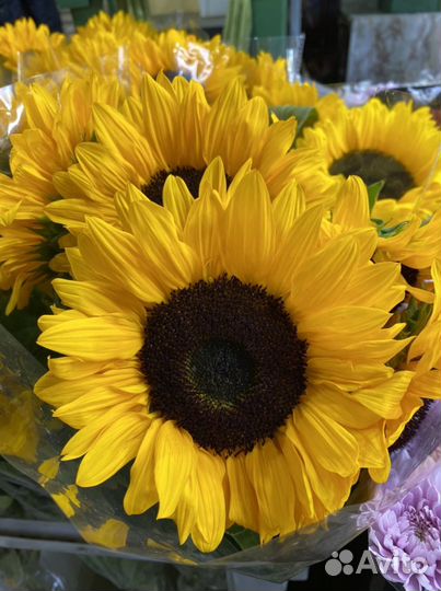 Подсолнечный