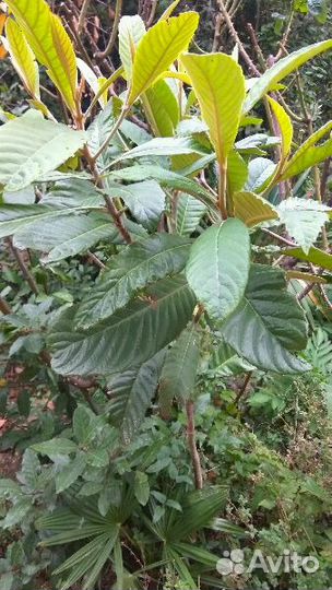 Мушмула(японская яблоня)