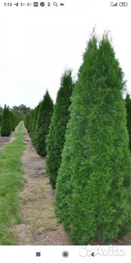 Туя смарагд